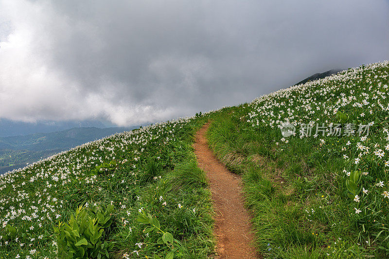 水仙花盛开期间Golica山斜坡上的小路，Gorenjska, Julian Alps，斯洛文尼亚